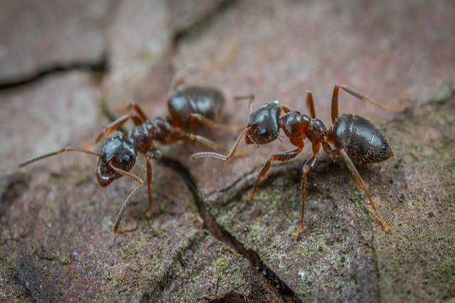 How to get rid of ants on patio stones