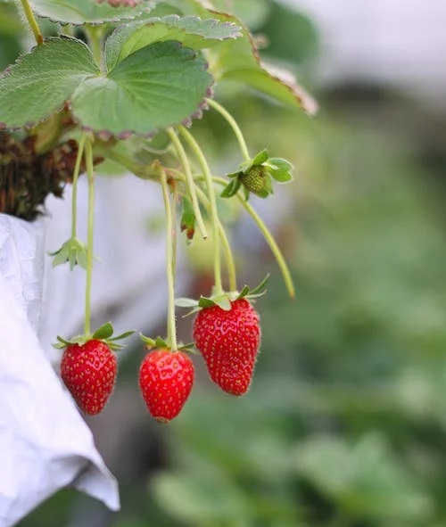 Strawberries in a small garden