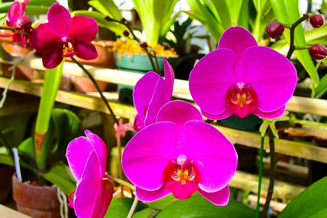 how to grow orchids without soil