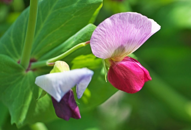 what to do with sweet peas when finished flowering