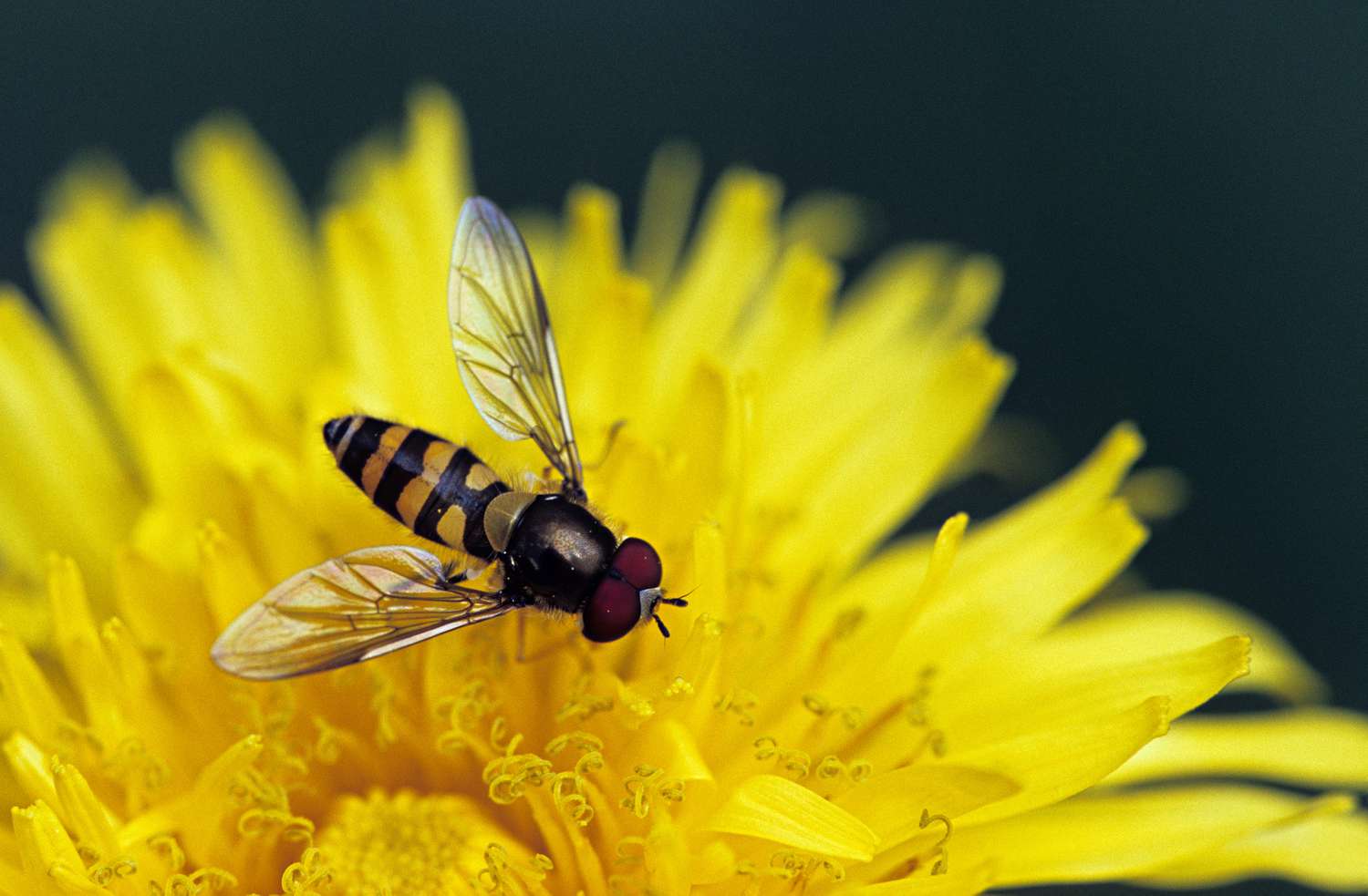 8 natural and effective ways to get rid of hover flies.