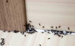 7 Natural and effective ways to get rid of ants.