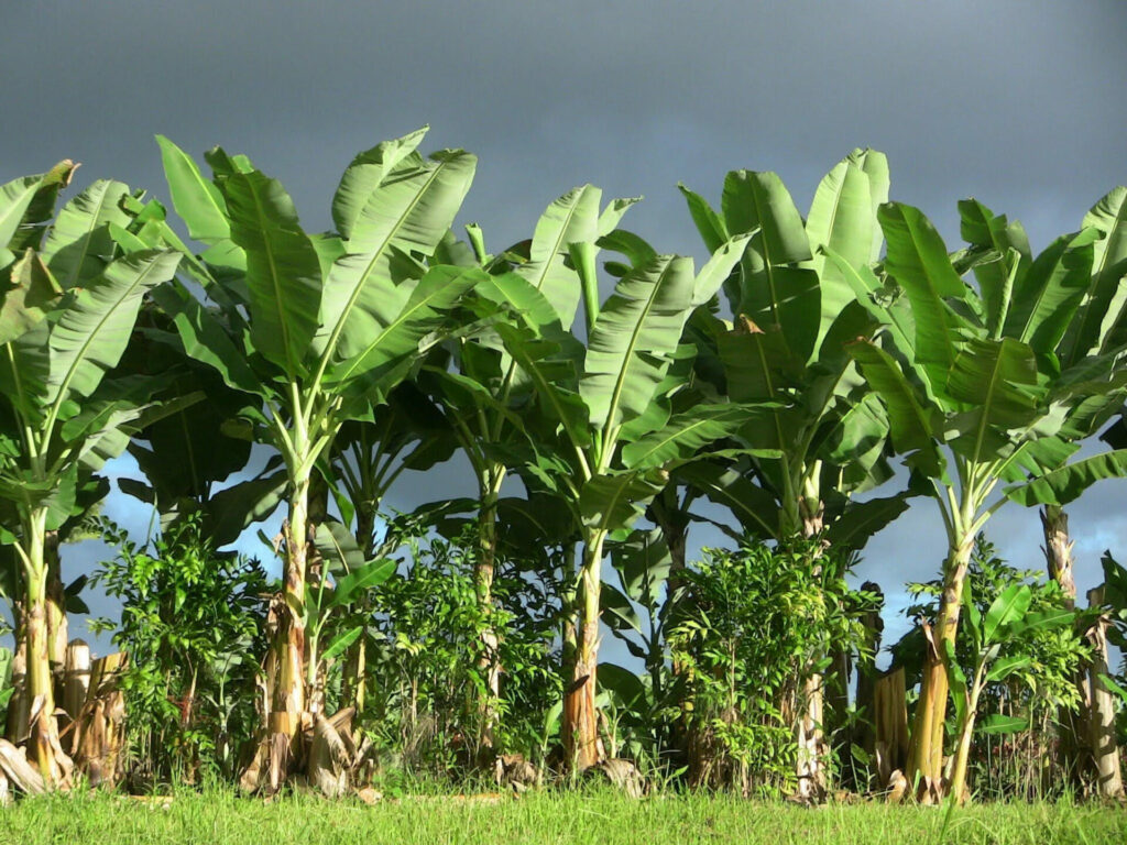 The easy guide of how can you grow a banana tree from a banana.