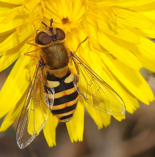 8 effective ways to get rid of hoverflies