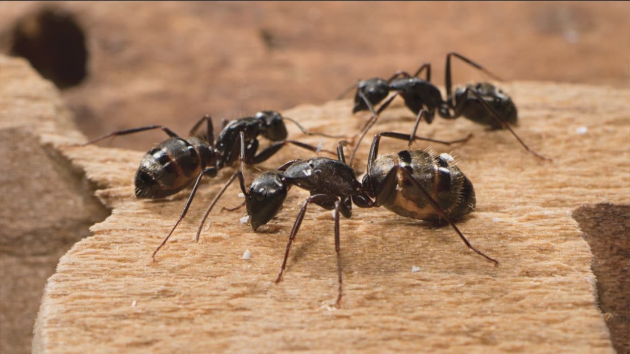 7 natural and effective ways to get rid of ants