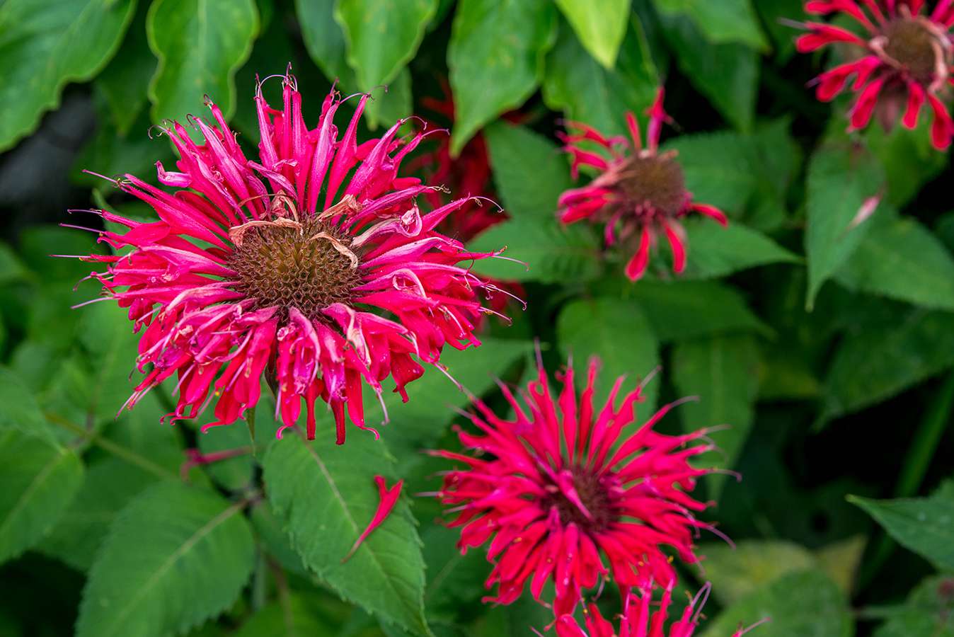 best companion for the bee balm